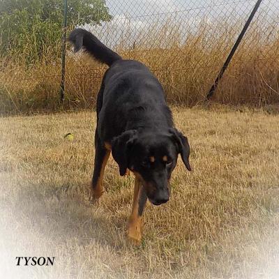 Tyson 2014 publié