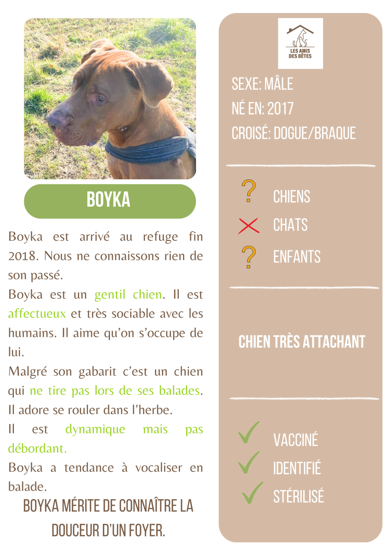 Boyka 1