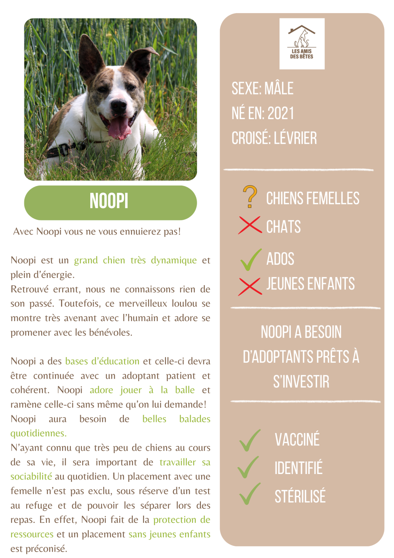 Noopi 2