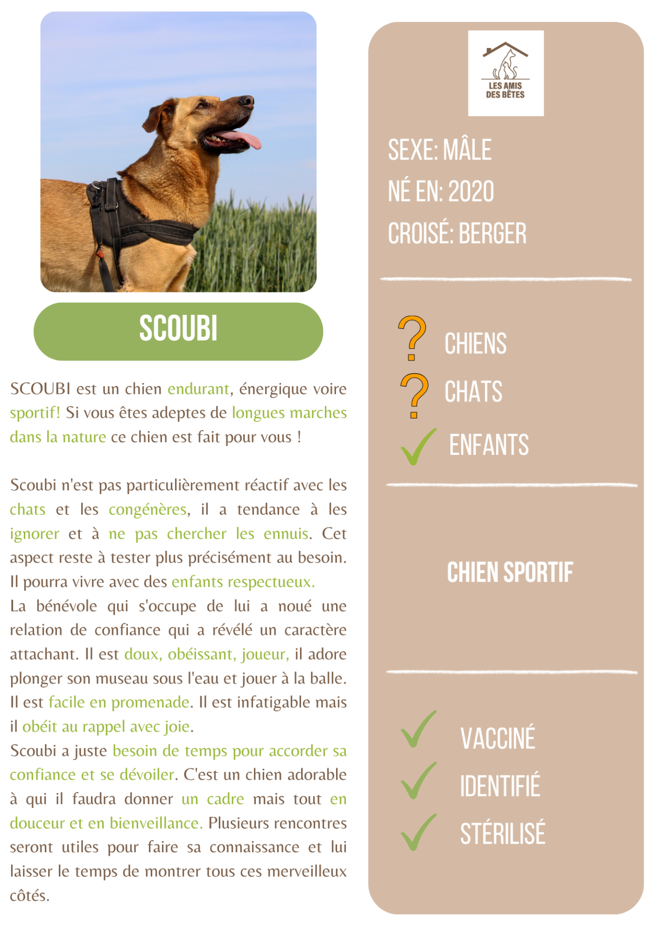 Scoubi 2